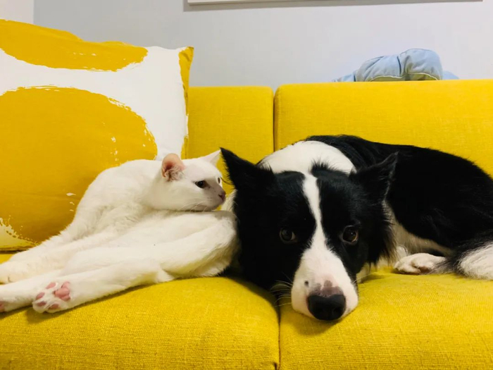 ▲猫狗等伴侣动物更容易遭受虐待。新京报资料图