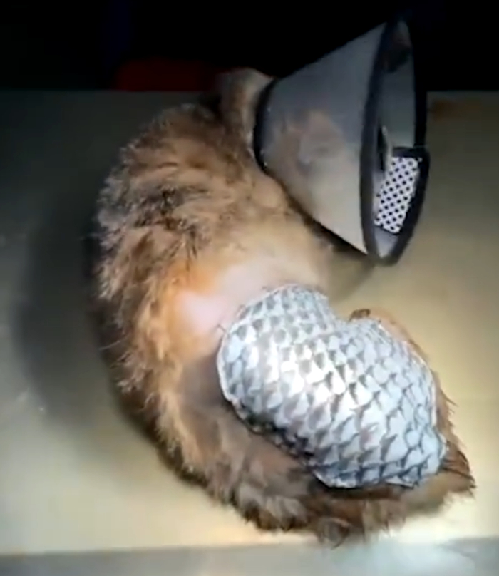 图源：澎湃新闻