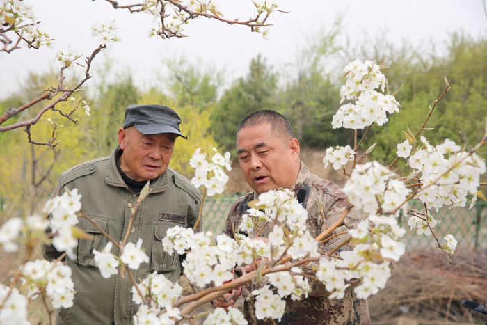 ▲聂利胜在田间地头指导果农春季果树管理 