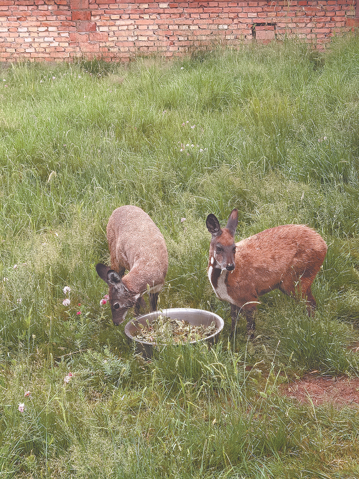 林麝。尹耀增 通讯员马宏祥 摄