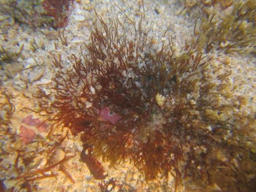 曾氏江蓠生态图 中科院海洋所供图