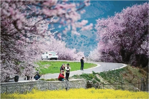 　　游客在路边欣赏林芝桃花。　资料图