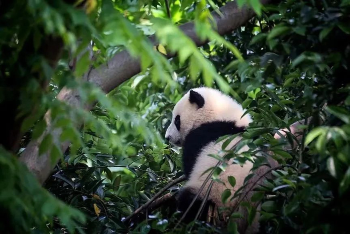 成都大熊猫基地