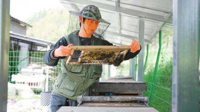 玉泉村村民熊军正在分蜂。　　施皓文 摄
