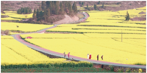 　　游客漫步在罗平油菜花海中。　资料图