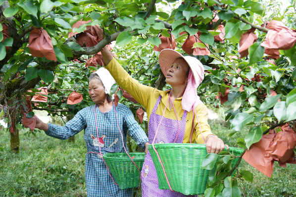 2022年8月17日，村民在台盘乡金秋梨种植基地采摘金秋梨。邰春 摄
