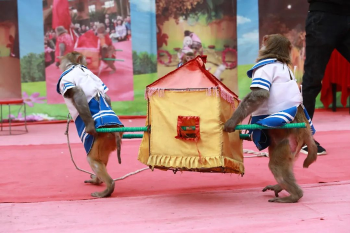 动物表演曾经是马戏团最主要的项目。/图虫创意