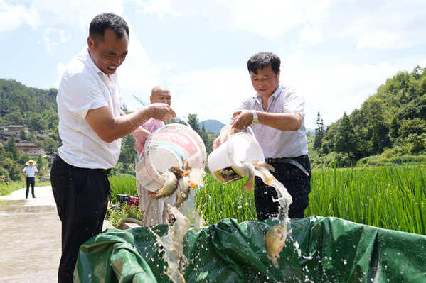 2022年8月17日，村民在排羊乡“稻+鱼”示范基地抓稻花鱼送往市场。邰春 摄