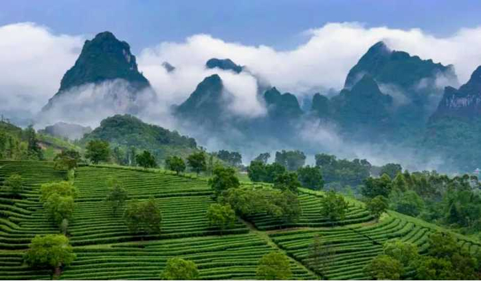 图为英德茶园风光