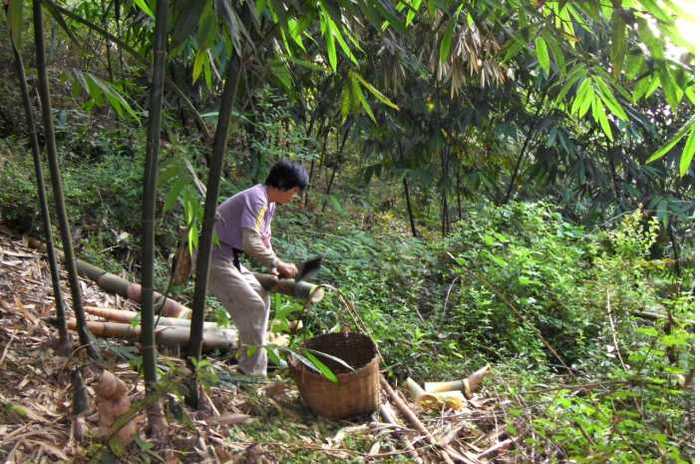 图为笋农在收笋