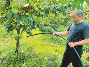 　　4月18日，成都东部新区贾家街道快乐村的樱桃种植户曾天学正在给樱桃树浇水。