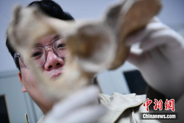 张帆正在观察一份人类骨骼样本。张浪 摄