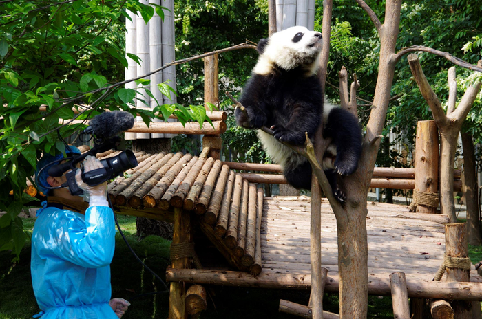 拍摄成都熊猫基地熊猫。  pandapia供图