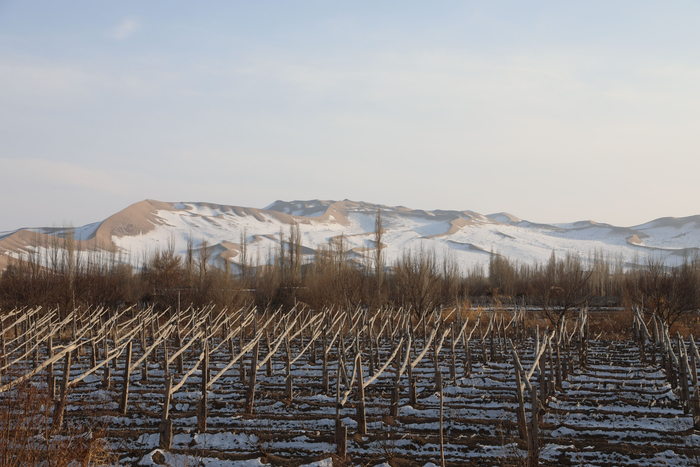 敦煌冬日高大沙山与防护林、绿洲。受访者供图