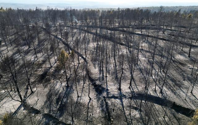 当地时间3月26日，西班牙圣阿古斯丁拍摄的被烧焦的植被。