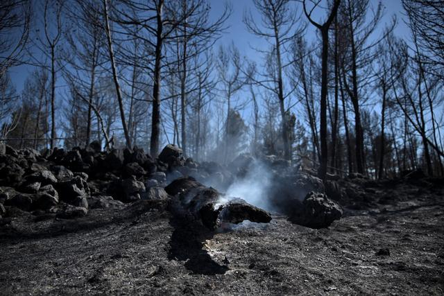当地时间3月26日，西班牙特鲁埃尔拍摄的被烧焦的植物。