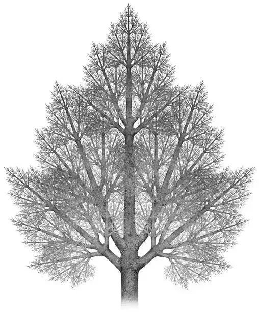 树木分形，图片来源：Robert Fathauer