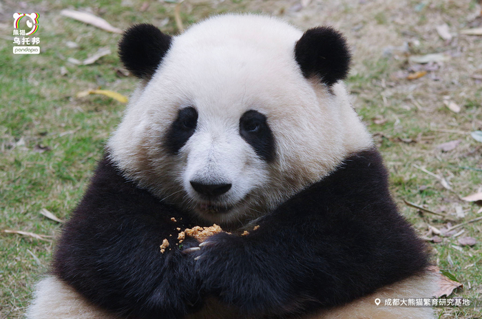 大熊猫和花。  图片来自pandapia官方微博