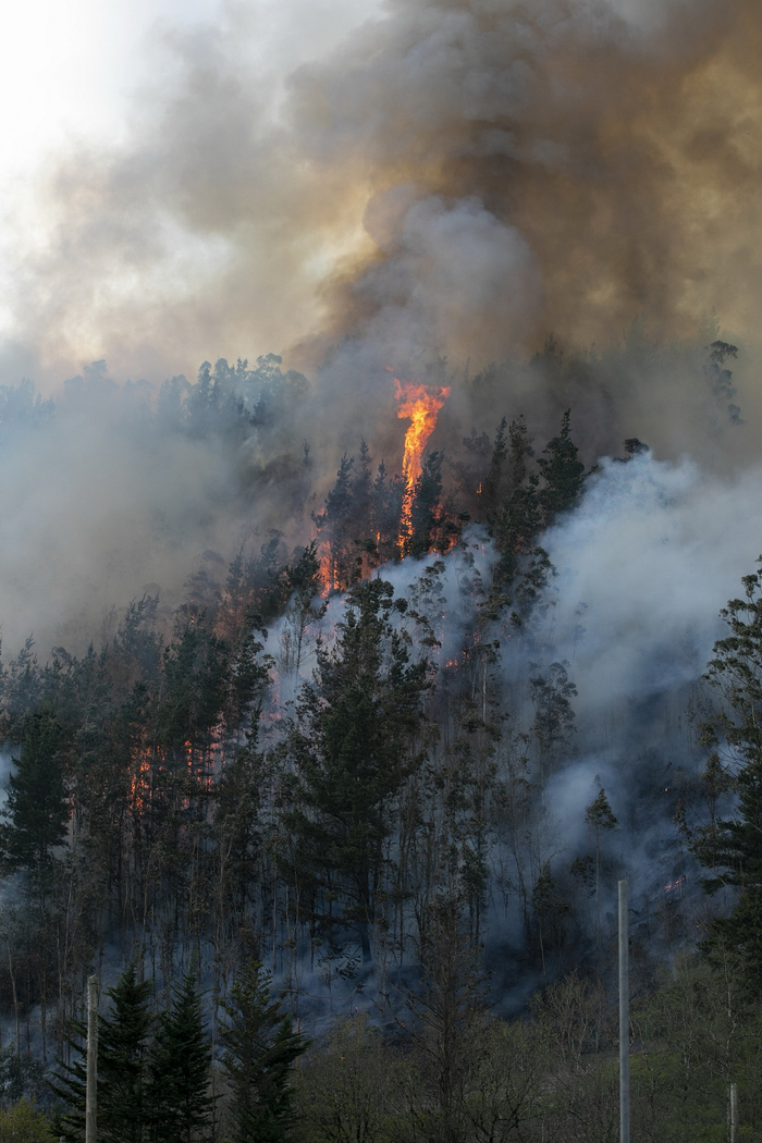 当地时间2023年3月31日，西班牙阿斯图里亚斯自治区，Navelgas，受火灾影响的植被。