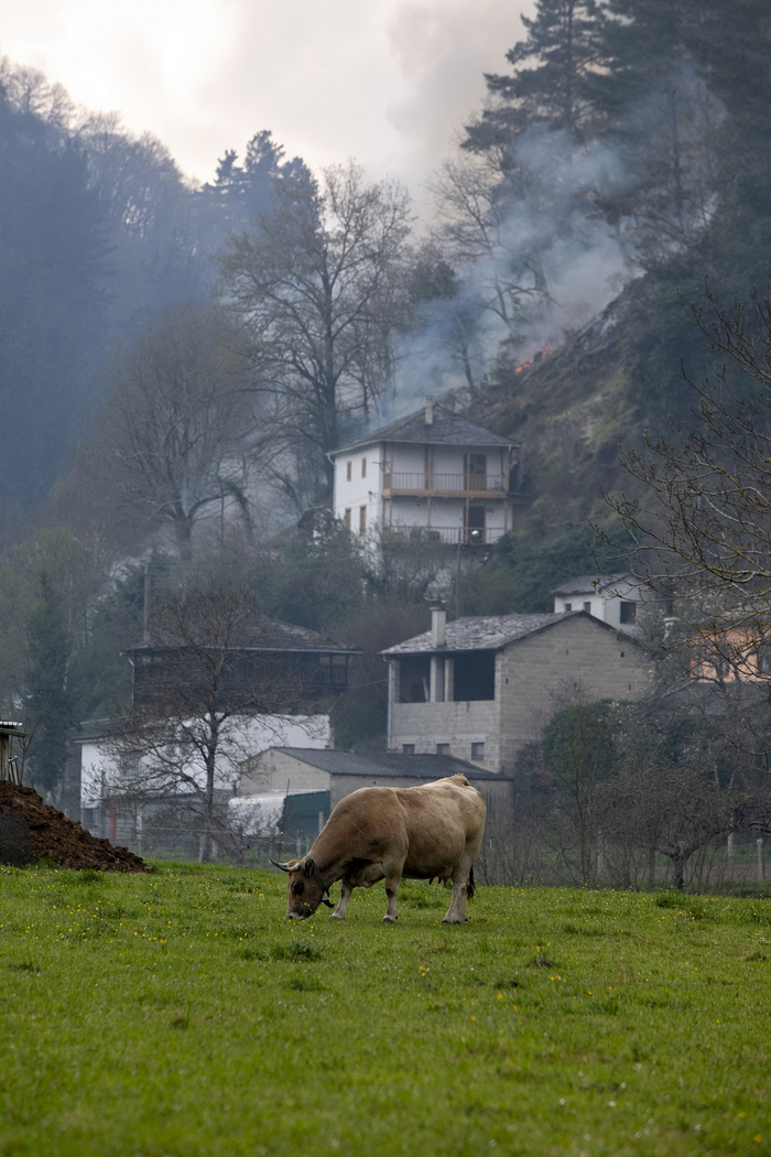 当地时间2023年3月31日，西班牙阿斯图里亚斯自治区，Navelgas，一头公牛在火灾发生的植被地区吃草。