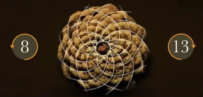 松果底部螺纹，图片来源：Wikipedia