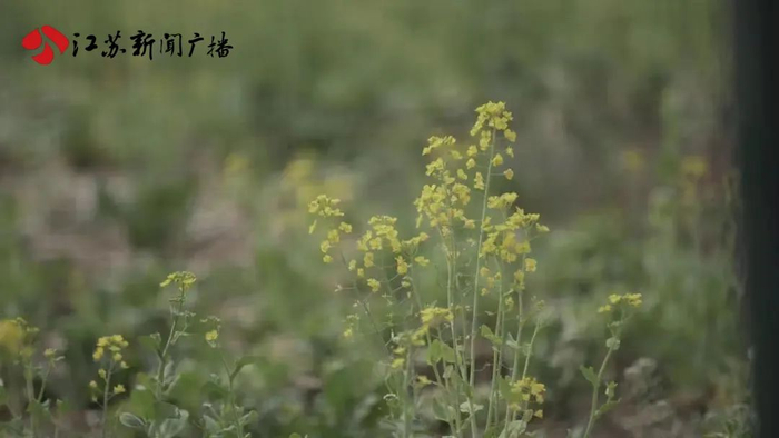 图为地里的油菜花