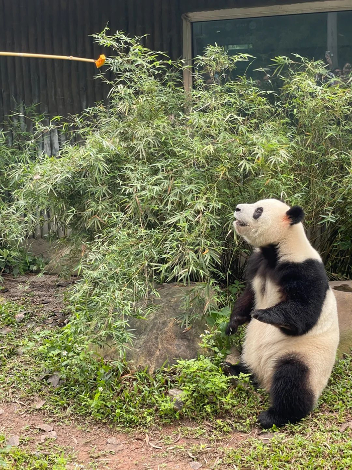“钓猫”不是游戏也不是表演，而是为了锻炼。/牧羊 摄