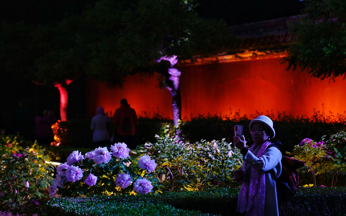 4月21日，景山公园，游客在灯光照亮的牡丹园内拍照。新京报记者 薛珺 摄