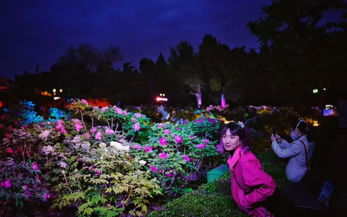4月21日，景山公园，游客夜赏牡丹。新京报记者 薛珺 摄