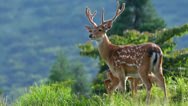 华南梅花鹿。章叔岩 摄