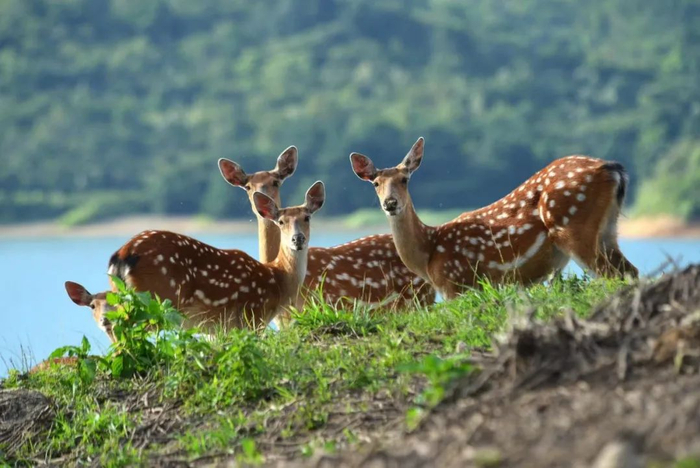 华南梅花鹿。章叔岩 摄
