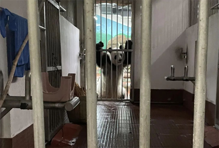 大熊猫看着可爱，却是结结实实的“猛兽”。/牧羊 摄