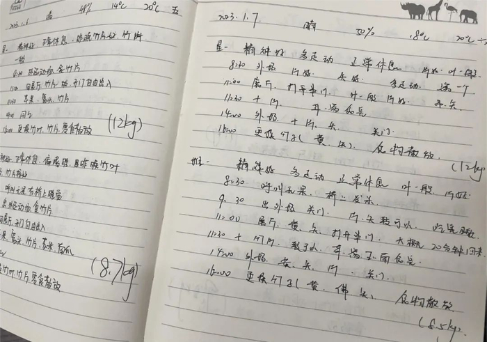 熊猫观察日志：“呼叫无果”“桥上发呆”。/牧羊 摄