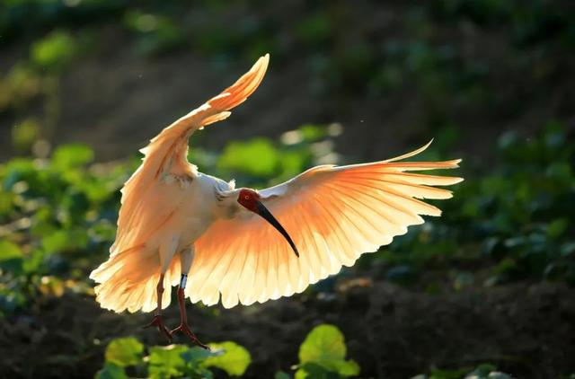 朱鹮。 俞肖剑 摄