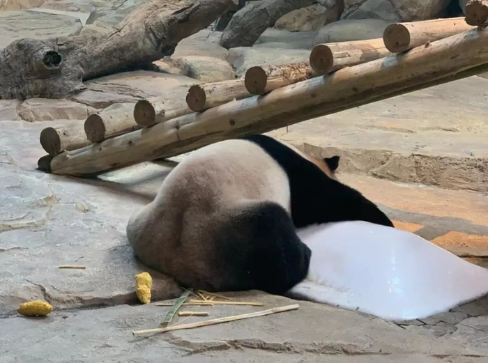 保育员每天都需要分析大熊猫粪便的情况与趋势，以结合体重调节竹叶的品种和窝窝头的分量。/@L66666L