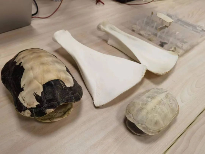 龟甲和牛肩胛骨标本。