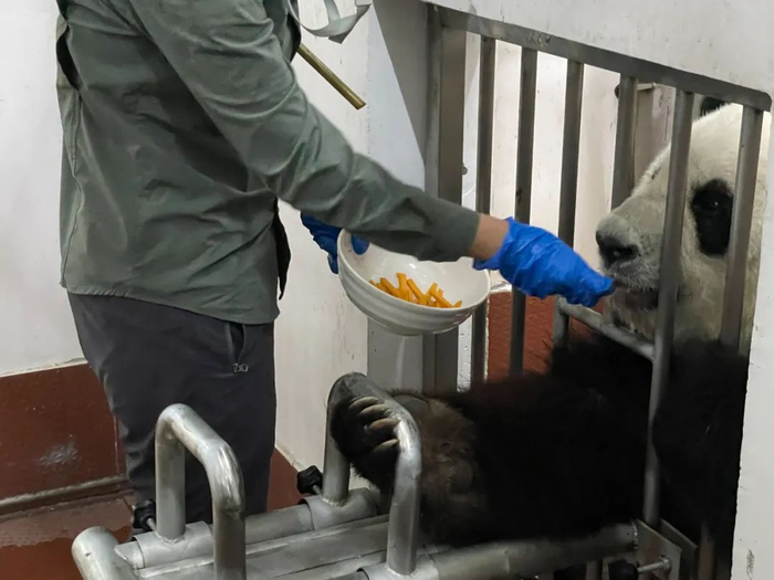 如今，星一、雅一已经学会了定点、张嘴、将手放在采血架上配合肌肉注射与驱虫的动作。/牧羊 摄