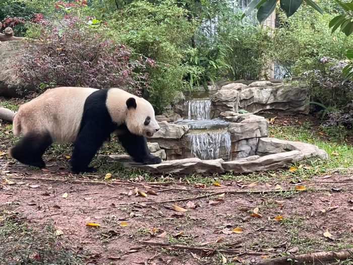吃饱了以后，星一在场地内散步消食。/牧羊 摄