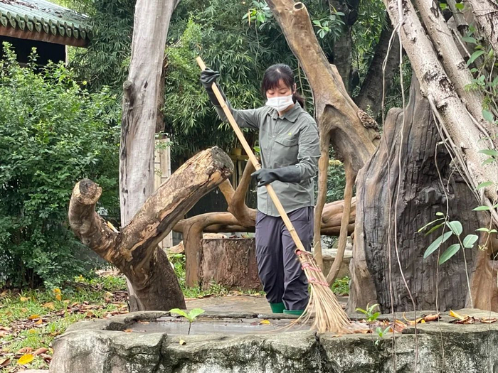 阿要正在清理大熊猫运动场。/牧羊 摄