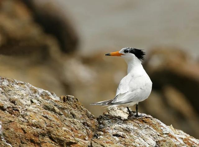 中华凤头燕鸥。陈水华 摄