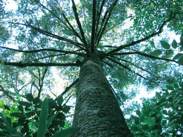 百山祖冷杉原生树。 资料图