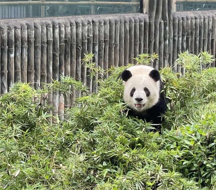 雅一“觅食”中。/牧羊 摄