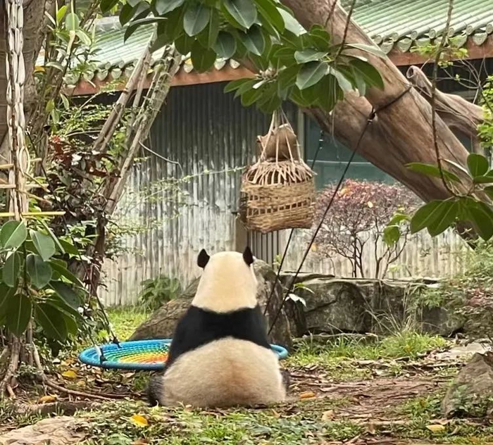 能看见熊猫的背影，就可以开始偷笑啦！/牧羊 摄