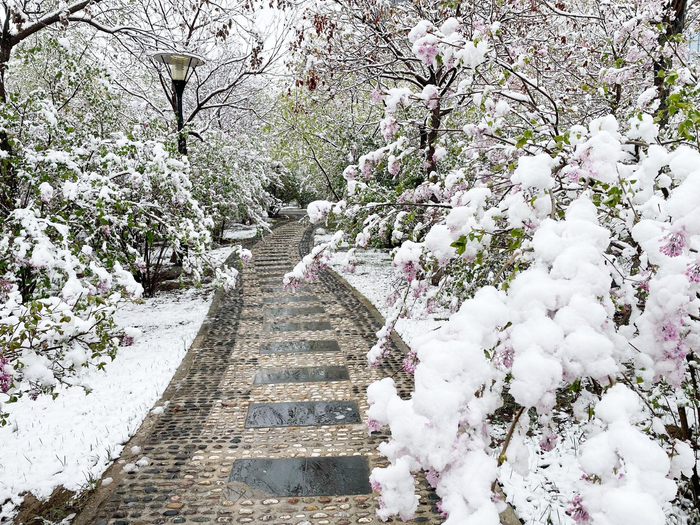 4月21日，甘肃定西，当地出现降雪天气，安定区生态公园银装素裹。图/视觉中国