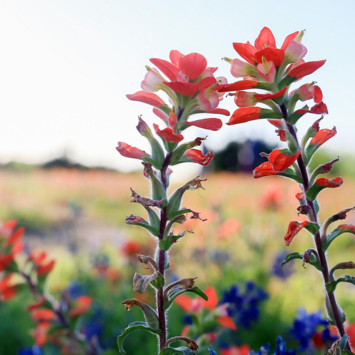 得州东北部小城恩尼斯的蓝帽花径节上拍摄的两枝野花。