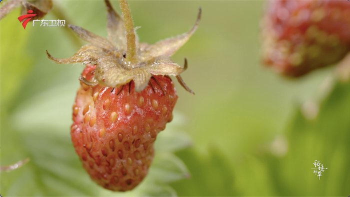 项目宣传统筹/黄子奕