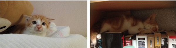 和笔者一起生活7年后去世的喵咪杰瑞（jerry）