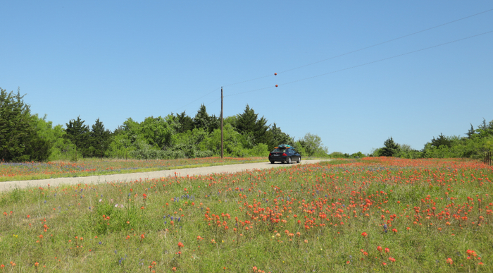 在得州东北部小城恩尼斯，一辆汽车行驶在花径上。