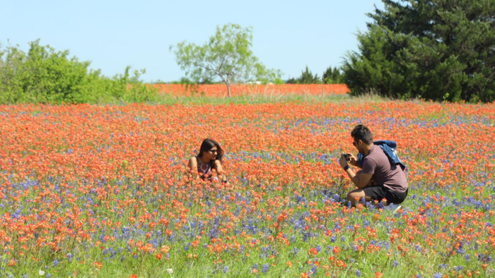 得州东北部小城恩尼斯的蓝帽花径节期间，游客在野花草甸里拍照留念。