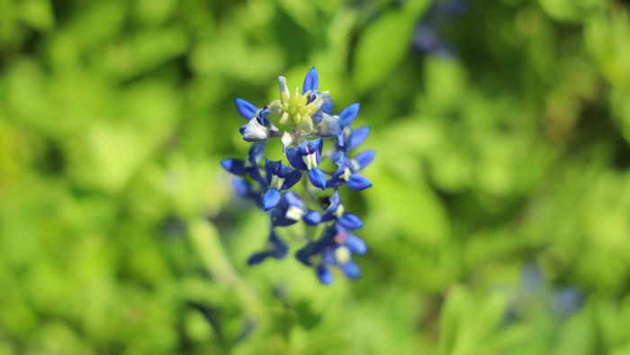 得州州花蓝帽花。